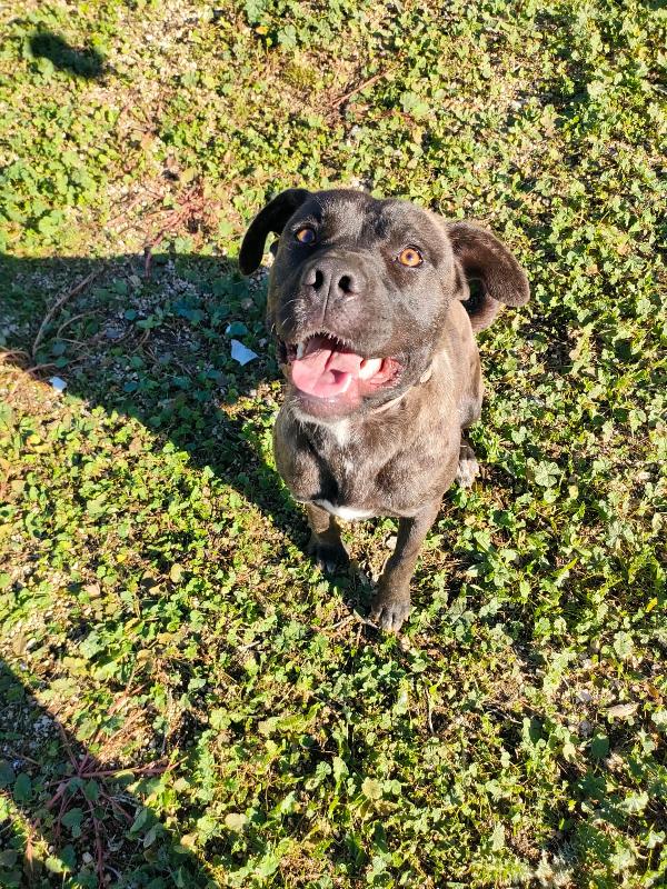 Reina Splendida Giovanotta Mix Cane Corso Cerca Famiglia Foto 2